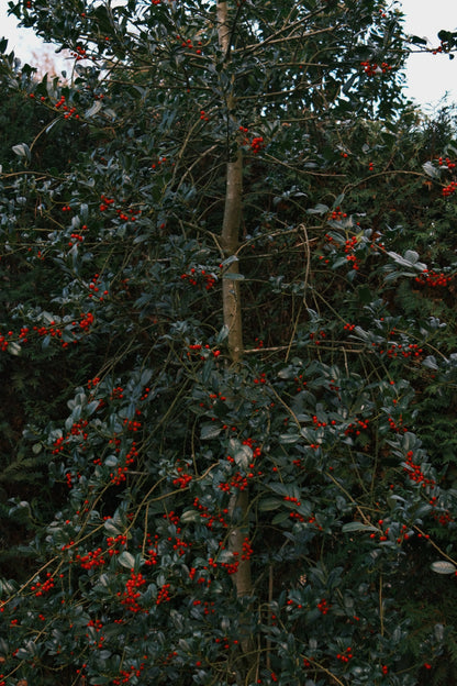 CAPPOTTO TEDDY DONNA IN FAUX FUR MARRONE-Modaso