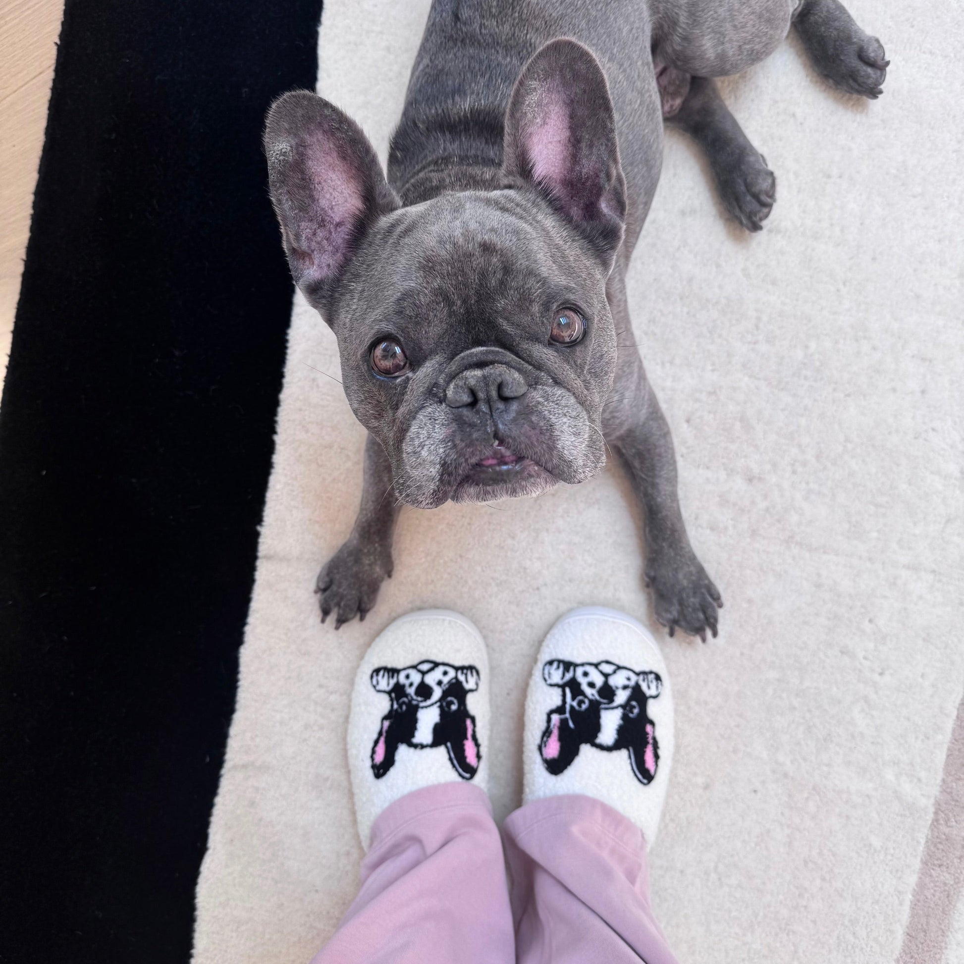 Pantofole da Donna con Stampa Boston Terrier, Morbide Pantofole da Casa-35-36-Modaso