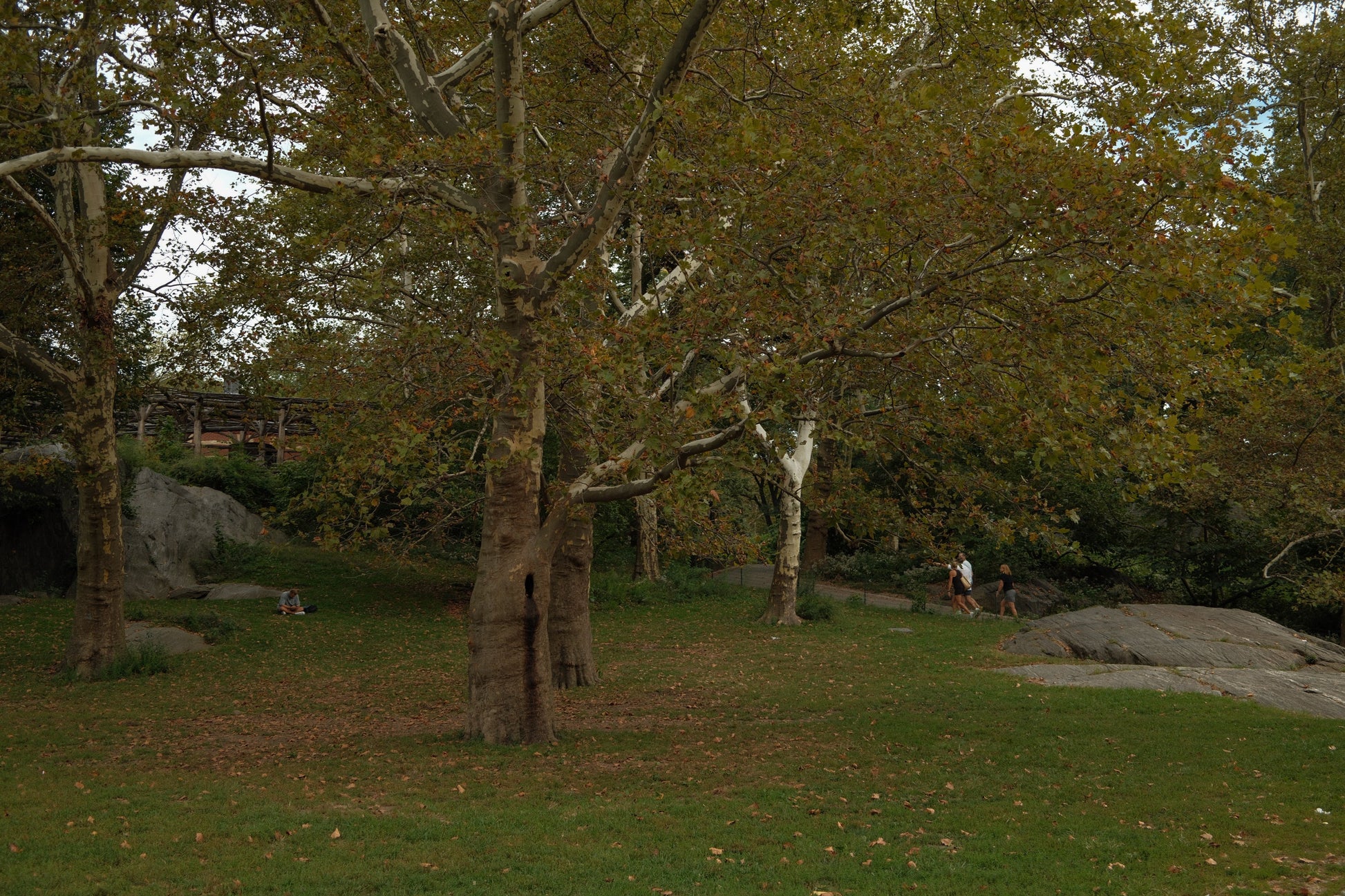 SET MAGLIA E GONNA MARRONE SCURO-Modaso