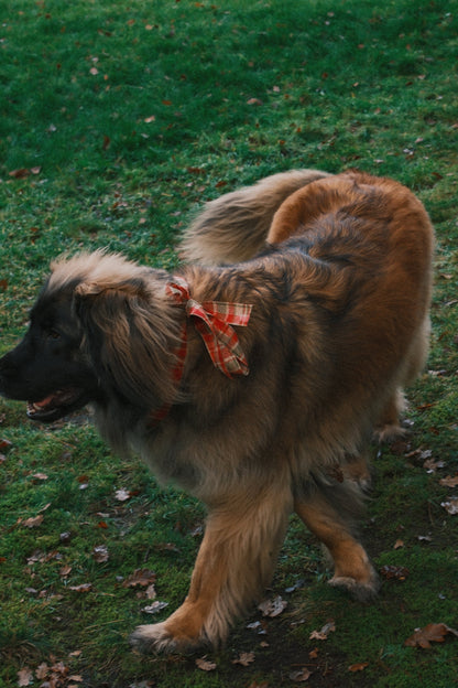 T-SHIRT A MANICA LUNGA RUDY NERA-Modaso