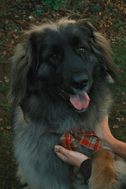 T-SHIRT A MANICA LUNGA RUDY NERA-Modaso